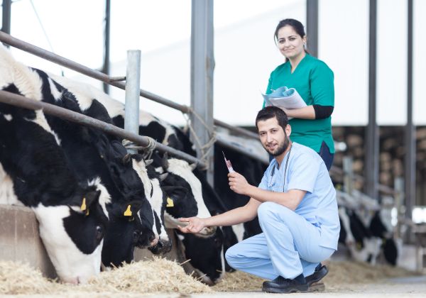 Master of Veterinary Science